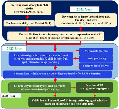 A new approach for selection of transgressive segregants in F3 populations based on selection index and anthocyanin content in cayenne pepper